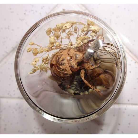 Two Cicada Skins Wing Sweetgum Ball lycan & Oddity Jar goth witchy taxidermy - Picture 11 of 13